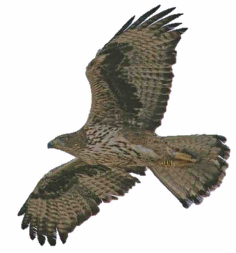 aigle de bonelli