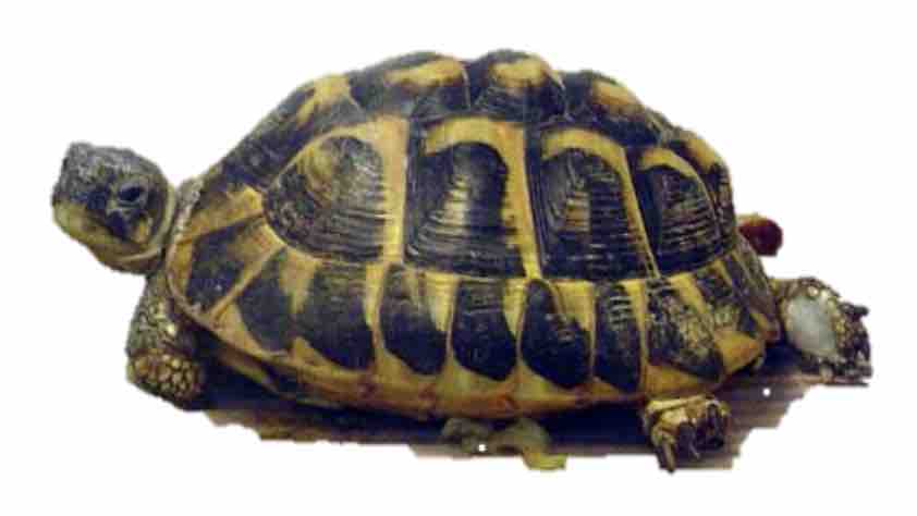 tortue d'hermann