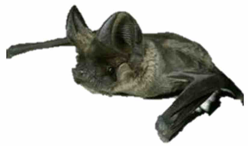 chauve-souris